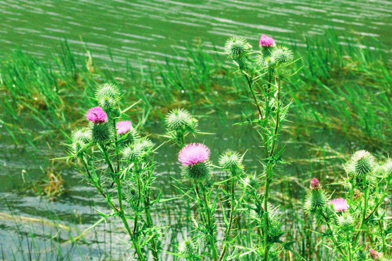 Wetlands Game Lodge Wakkerstroom ภายนอก รูปภาพ